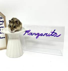 Photo of Margarita