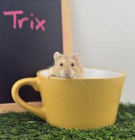 Photo of Trix Gilmore