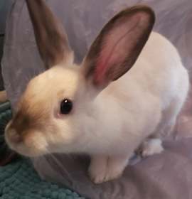 Photo of Buttercream