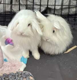 Photo of Lolly & Dandy