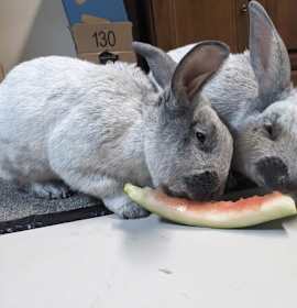 Photo of Francois & Hugo