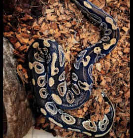 Photo of Boo Radley Macaroni