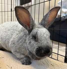 Photo of Bugsy Malone