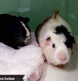 Photo of Aurora and Delilah