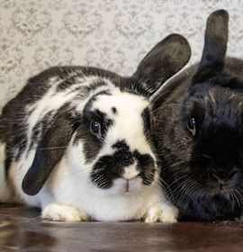 Photo of Lilah 'Lil'