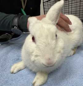 Photo of SNOWBALL