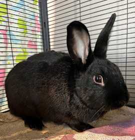 Photo of Chocolate Chip