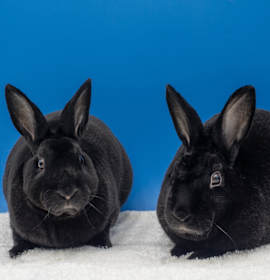 Photo of Georgie (& Washington) - Pair