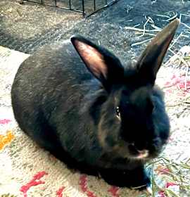 Photo of Dini friendly 2-yrs old