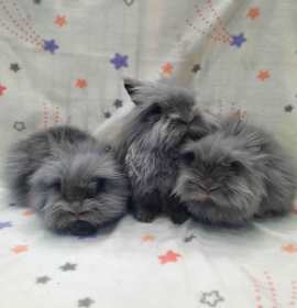 Photo of Lenard & Lancelot & Luis