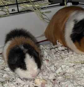 Photo of George and Teddy