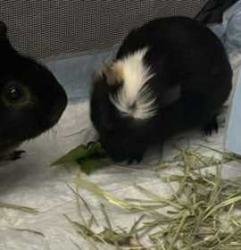 Photo of Mango Macho Man Randy Savage and Gizmo