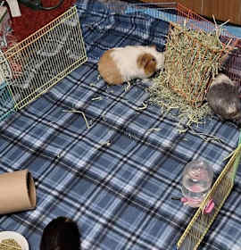 Photo of The Golden Girls