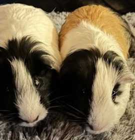 Photo of Oreo and Caramel