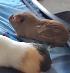 Photo of Sparky - CP