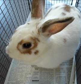 Photo of CARAMEL