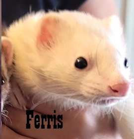 Photo of Russ, Fifi, Ferris