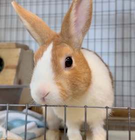 Photo of Roar / Whisper