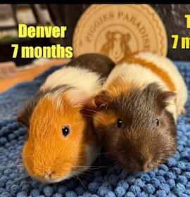 Photo of Denver & Tyler