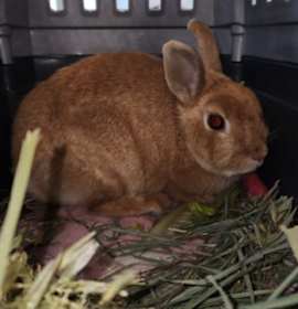 Photo of TANGERINE
