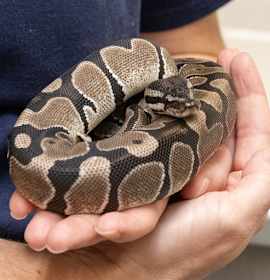 Photo of DRACO