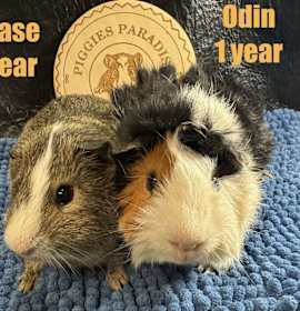 Photo of Chase & Odin