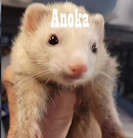 Photo of Maui & Anoka & Chauncey