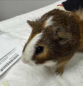 Photo of A2211304