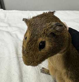 Photo of A2211316