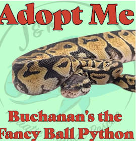 Photo of Buchanan’s the Fancy Ball Pyth