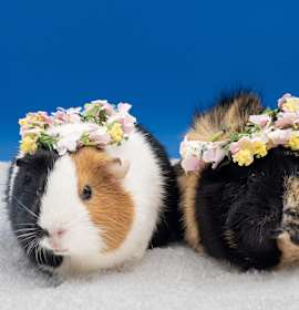 Photo of Charlotte (& Sweetheart)