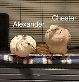 Photo of Alexander and Chester
