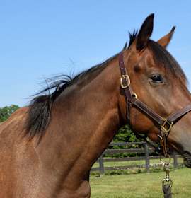 Photo of Blame Bourbon