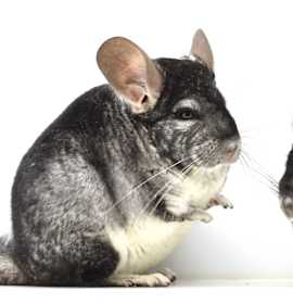 Photo of pair of grey males