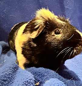 Photo of Stanley (bonded with George)