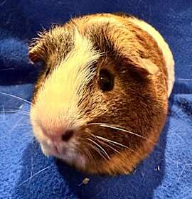 Photo of George (bonded with Stanley)