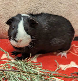 Photo of Mickey Mouse