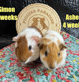 Photo of Simon & Asher