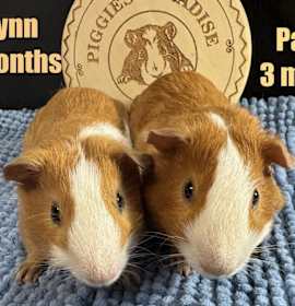 Photo of Flynn & Parker