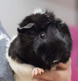 Photo of Double Stuf Oreo 