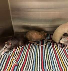 Photo of Spud, Ghost, Jerry, Brownie (Bonded)