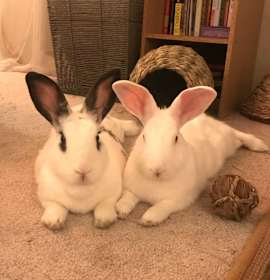 Photo of Maggie & Binks