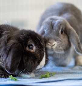 Photo of Pavlova & Baryshnikov
