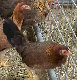 Photo of MERYL CHEEP