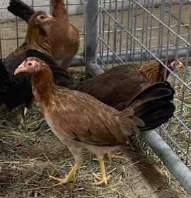 Photo of CLUCK SKYWALKER