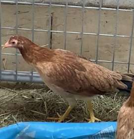 Photo of EMILIA EGGHART