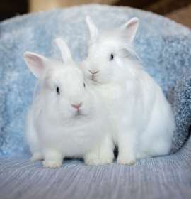 Photo of Venus & Mars