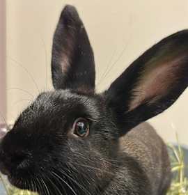 Photo of Penelope Carrot