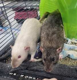 Photo of Uncle Jimbo