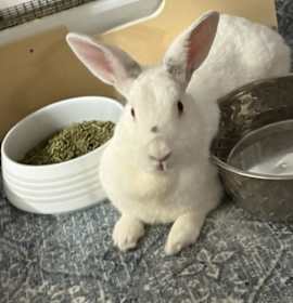 Photo of Marshmallow